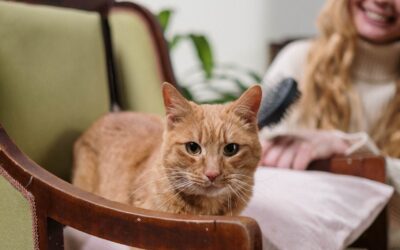 How to Brush Your Cat’s Teeth – Simple and Effective Guide